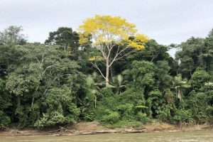 Ricerca rivela sorprendente resilienza climatica nel 36% della foresta amazzonica.