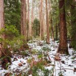 Il futuro incerto delle foreste di Ash Alpine e la sfida ai dogmi forestali.