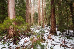 Il futuro incerto delle foreste di Ash Alpine e la sfida ai dogmi forestali.