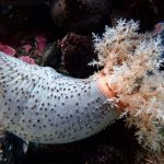 Commercio globale di cetrioli di mare: molte specie a rischio, studio allarmante.