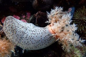 Commercio globale di cetrioli di mare: molte specie a rischio, studio allarmante.