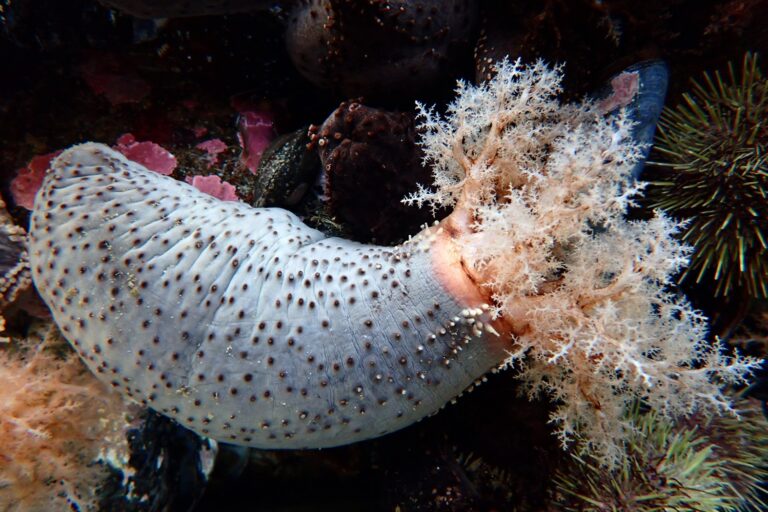 Commercio globale di cetrioli di mare: molte specie a rischio, studio allarmante.