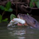 Lontre giganti: sentinelle dei fiumi ora minacciate come specie migratorie.