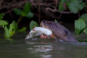 Lontre giganti: sentinelle dei fiumi ora minacciate come specie migratorie.