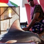 Villaggio e mercato di lavorazione del pesce squalo a Lombok, Indonesia. Un’esperienza unica.