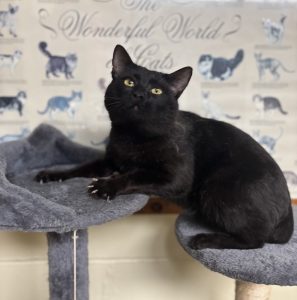 Coal-Man: il nostro adorabile amico peloso che ama creare biscotti deliziosi!