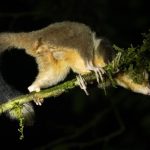 Specie ‘ridiscovered’ in Papua: l’importanza della conoscenza indigenza riconosciuta