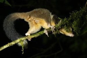 Specie ‘ridiscovered’ in Papua: l’importanza della conoscenza indigenza riconosciuta