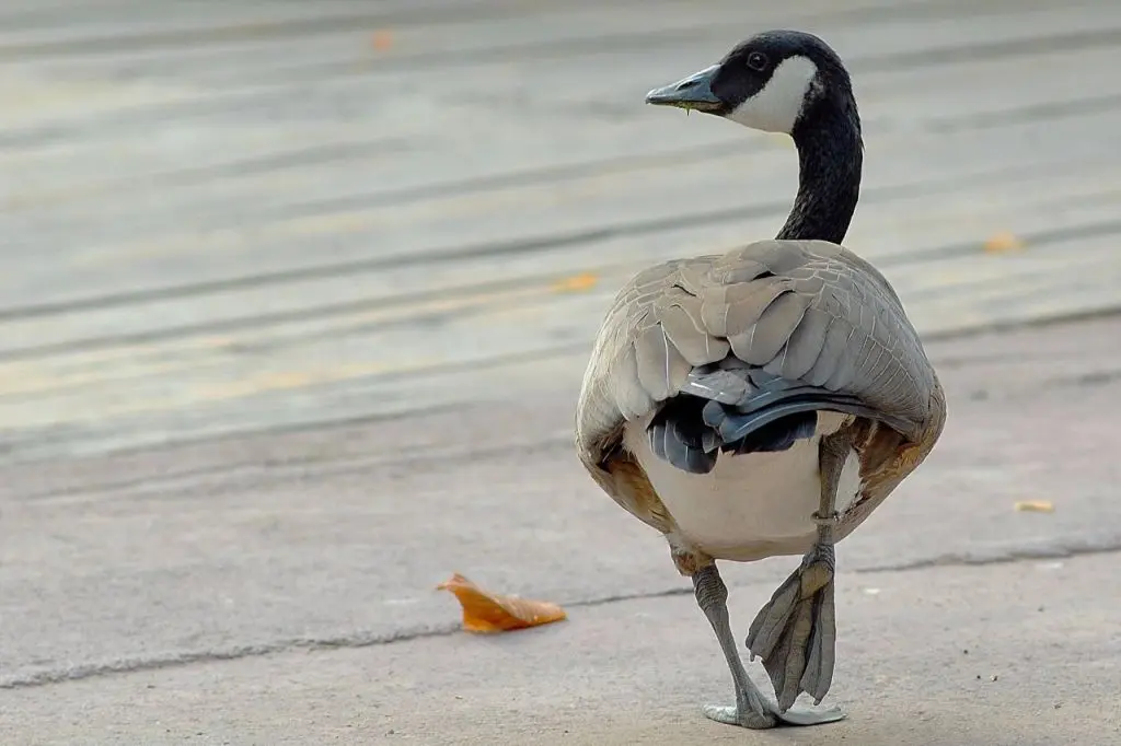 Banca del Fucino sostiene il Bioparco di Roma nel progetto “City Future Challenge”.
