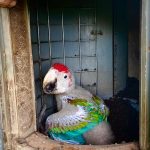 Telecamere nascoste svelano i segreti della vita dei grossi pappagalli.