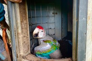 Telecamere nascoste svelano i segreti della vita dei grossi pappagalli.
