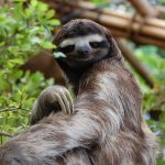 Chiusura di ‘Sloth World’ in Florida dopo il decesso di numerosi bradipi in cattività.