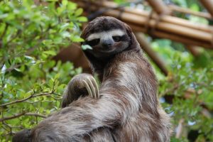 Chiusura di ‘Sloth World’ in Florida dopo il decesso di numerosi bradipi in cattività.