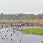 Ingegnere riporta in vita le zone umide degradate in Bangladesh colpito dalla siccità.
