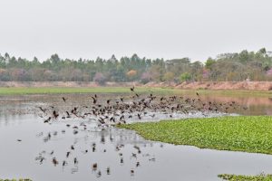 Ingegnere riporta in vita le zone umide degradate in Bangladesh colpito dalla siccità.