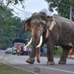 Coesistere con la fauna selvatica: affrontare i costi e le sfide quotidiane.