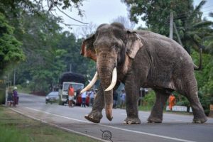 Coesistere con la fauna selvatica: affrontare i costi e le sfide quotidiane.