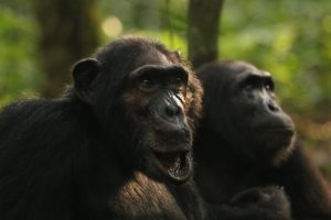 Scoppia una ‘civile guerra’ tra scimpanzé in un parco nazionale ugandese dopo una rara divisione.