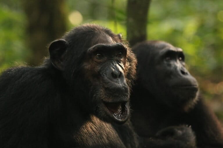 Scoppia una ‘civile guerra’ tra scimpanzé in un parco nazionale ugandese dopo una rara divisione.