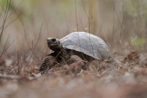 Ritorno delle enormi tartarughe: una rinascita ecologica straordinaria nel loro habitat naturale.