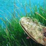 Una città francese riduce l’inquinamento marino e la prateria di fanerogame rifiorisce.