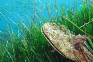 Una città francese riduce l’inquinamento marino e la prateria di fanerogame rifiorisce.