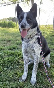 Scopri Cookie, il simpatico cucciolo in cerca di una nuova casa!
