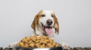 Cibo per cani: Altroconsumo svela top e flop. Prezzo elevato significa sempre qualità? Scopri di più!