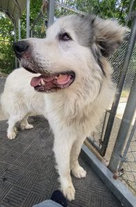 Scopri il dolce zio Phil: il pet ideale per una vita piena d’amore!