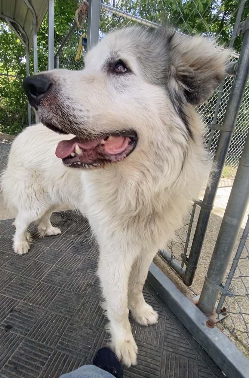 Scopri il dolce zio Phil: il pet ideale per una vita piena d’amore!