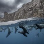 Piano del Cile per proteggere il 10% degli oceani bloccato dal nuovo governo.