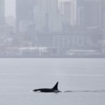 Orche mai viste prima a Seattle incantano gli appassionati di avvistamento balene.
