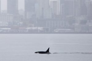 Orche mai viste prima a Seattle incantano gli appassionati di avvistamento balene.