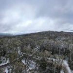 Australia: dichiarati in pericolo i boschi di faggi alpini sulla terraferma.