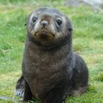 Foche antenate in pericolo: il cambiamento climatico riduce il krill per i cuccioli.
