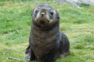 Foche antenate in pericolo: il cambiamento climatico riduce il krill per i cuccioli.