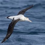 Le rotte marine: una soluzione cruciale per salvare gli uccelli marini in pericolo.