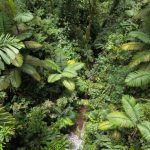 Il suono delle foreste svela segnali di recupero oltre la semplice copertura arborea.