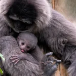 Nato in un santuario nel Regno Unito, raro cucciolo di gibbono di Giava in pericolo.