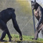 Bonobo: studio rivela che sono aggressivi quanto gli scimpanzé, nonostante la loro fama di pace.
