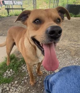 Oliver: il cucciolo che danzerà dritto nel tuo cuore! Scoprilo ora!