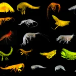 Scoperte 24 nuove specie in un’area oceanica destinata all’estrazione di metalli per batterie.