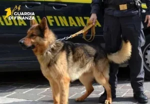 Parma: smantellato traffico cocaina da 4 milioni, tre arresti effettuati.