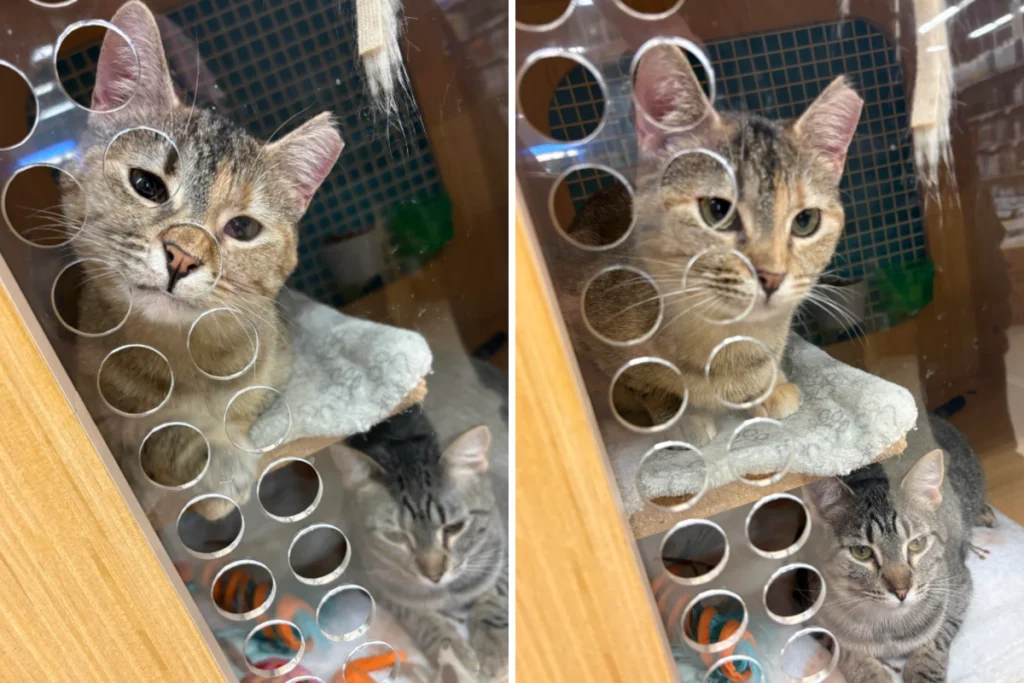 Proprietario si innamora di gatti salvati, ma scopre un errore terribile.