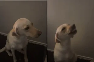 Labrador scappa per un’ora e torna con reazioni esilaranti: la sorpresa dei padroni.