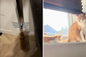 Attenzione: Gattini e gatti adulti, un incontro imprevedibile che sorprende tutti!