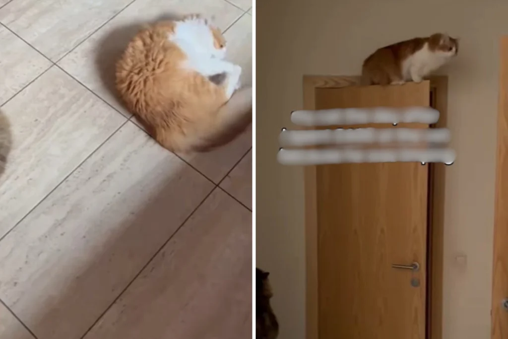 Gatto zoppica, proprietario spende 750€ dal veterinario: la sorprendente rivelazione finale.