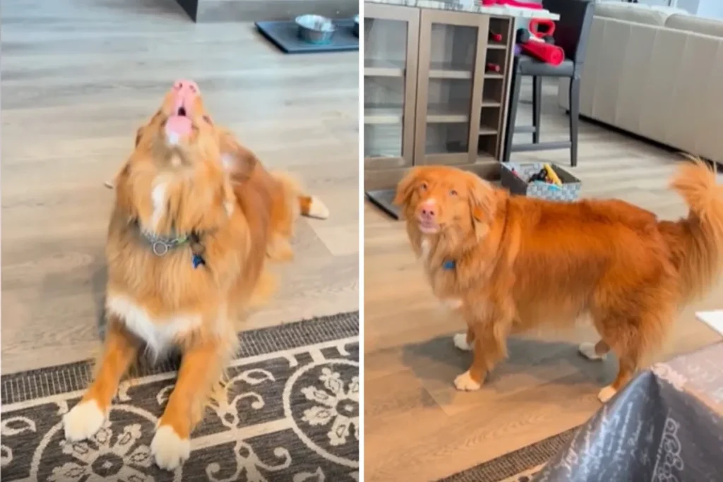 Cane canta gioiosamente al suono del telefono e conquista il titolo di Pet della Settimana.
