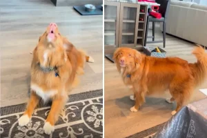 Cane canta gioiosamente al suono del telefono e conquista il titolo di Pet della Settimana.