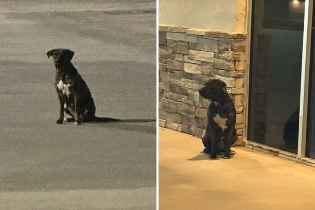 Coppia scopre che il loro cane salvato sta meglio: una storia emozionante di speranza.